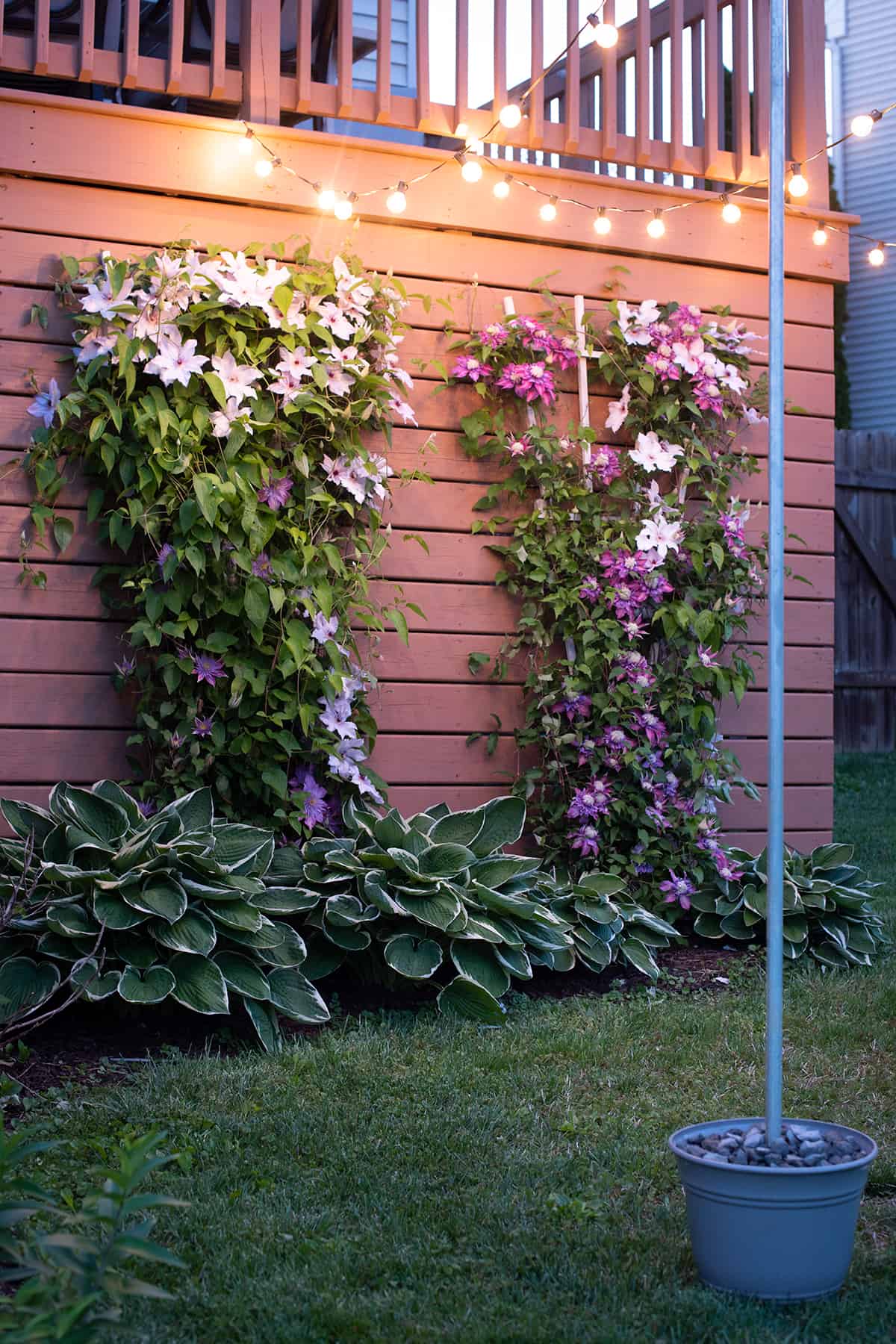 Backyard string lights hung freestanding.