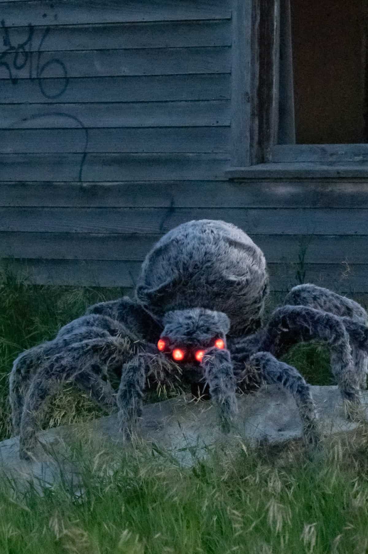 Giant Halloween furry spider made from bargain store materials.