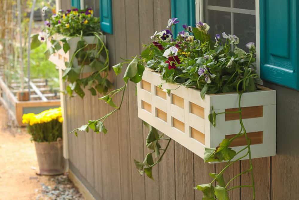 Checkered pattern wood window boxes planted with purple and yellow annuals hung on wooden structure with blue/green shutters facing a garden space.