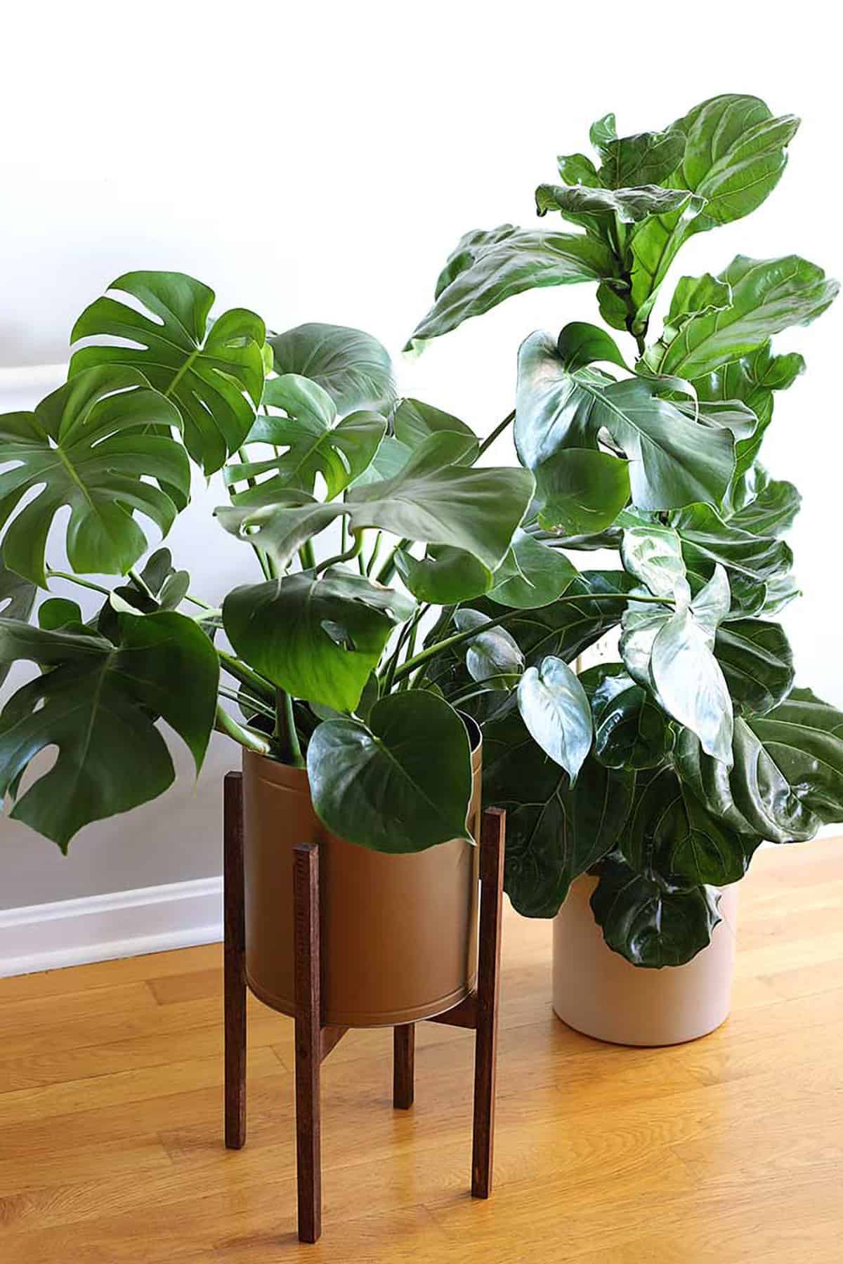 Wood Mid-century Plant Stand with large green leafy plants on hardwood floors.