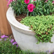 A large self-watering plant pot with sedum and dianthus.