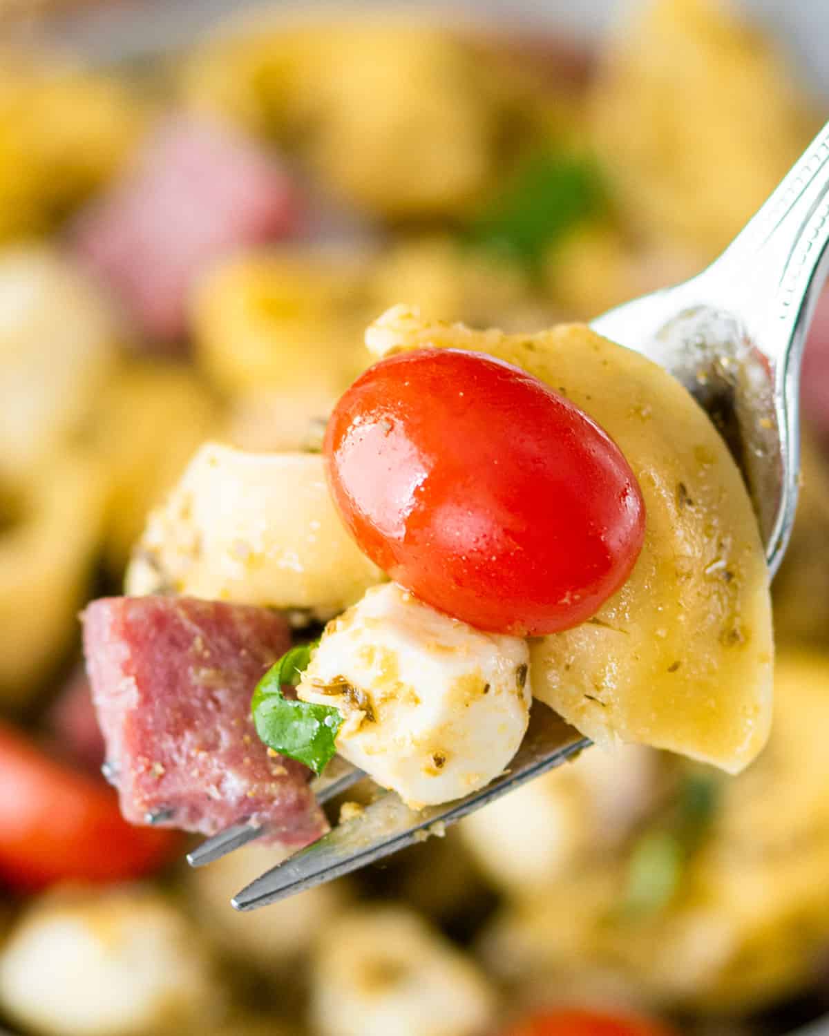 A forkful of pasta salad with tomatoes and mozzarella cheese.
