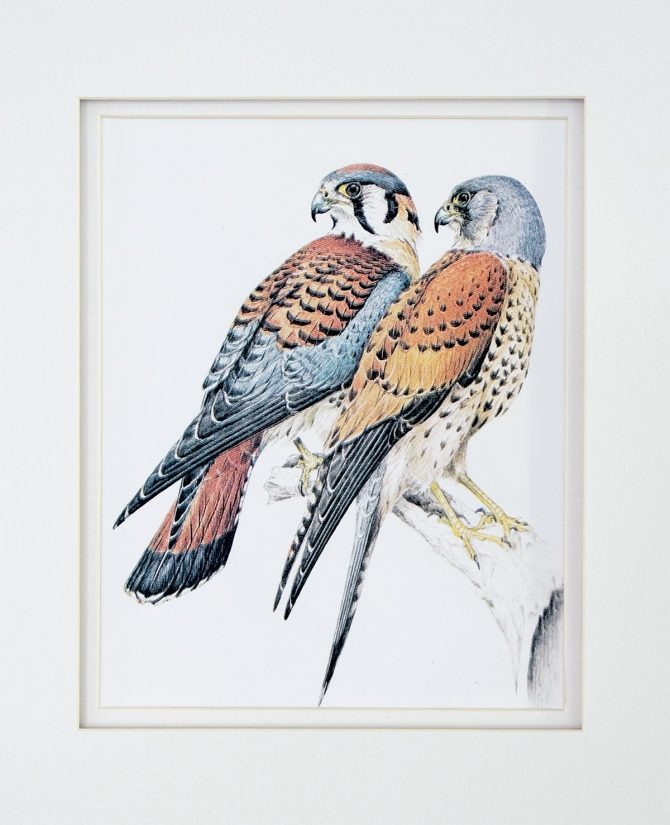 Painting of two kestrals on a branch.